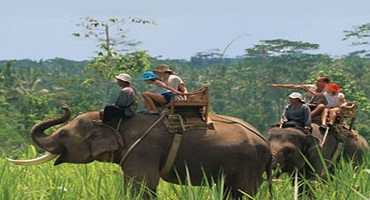 Bali Elephant Ride and Ubud Tour | Bali Elephant Ride | Bali Traventure