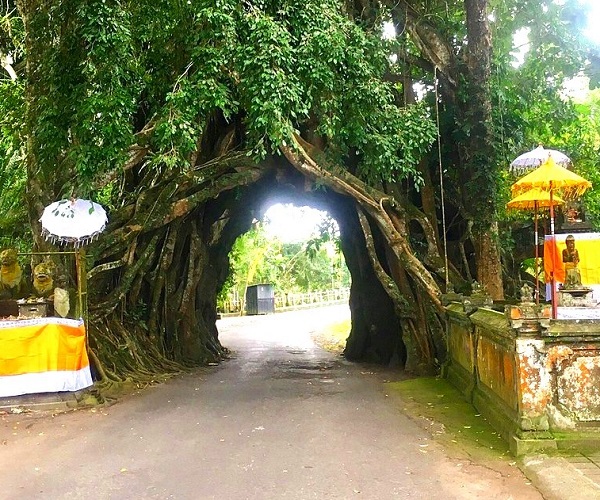 Bunut Bolong | West Bali Tour | Bali Traventure 