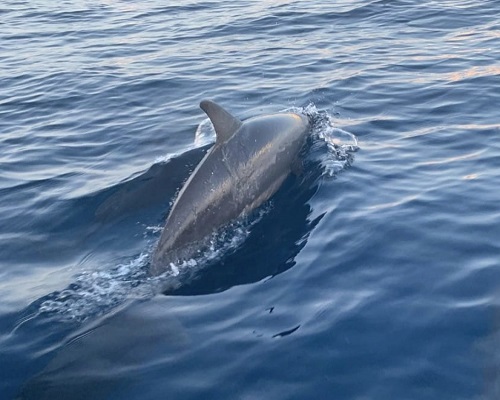 Bali Dolphin Tour