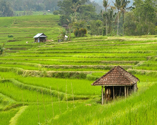 Bali Jatiluwih and Tanah Lot Tour