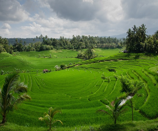 Pupuan Rice Terrace | West Bali Tour | Bali Traventure 